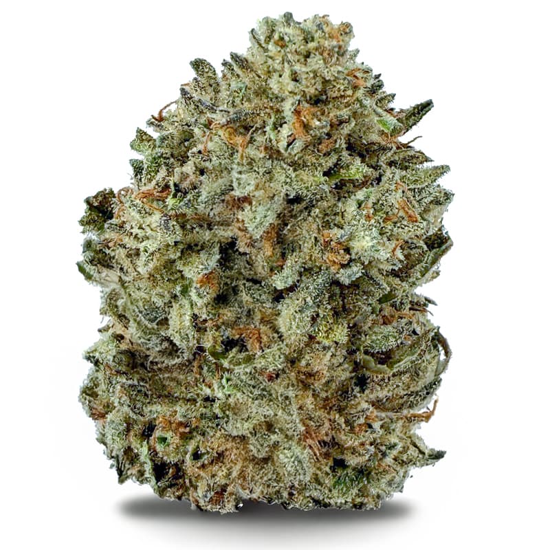 DAYDREAM DIESEL at Fort York Cannabis