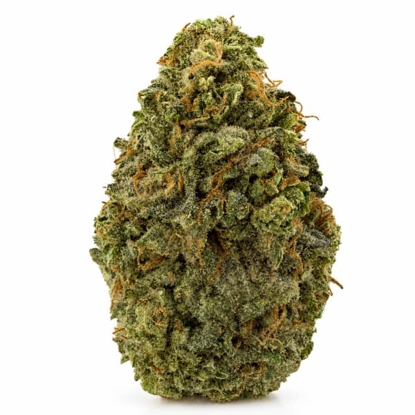 TENTH PLANET at Fort York Cannabis