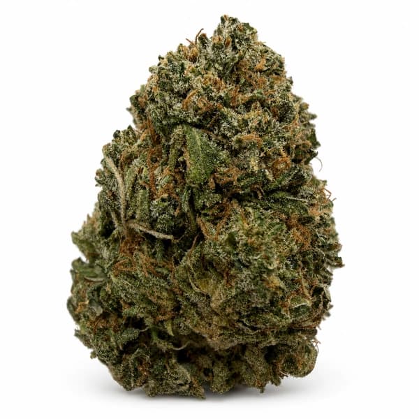EL CHAPO at Fort York Cannabis