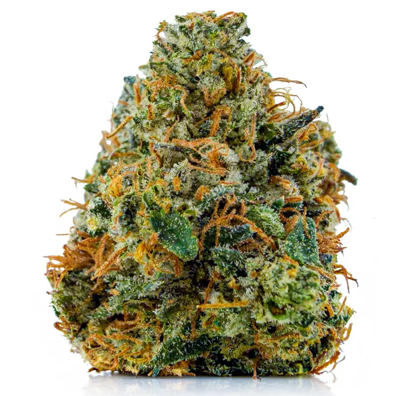 DEATH STAR BUBBA at Fort York Cannabis