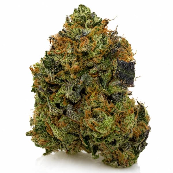 PINK GUCCI DEATH at Fort York Cannabis