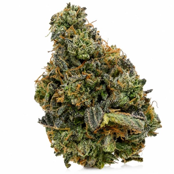WORLD CUP KUSH at Fort York Cannabis