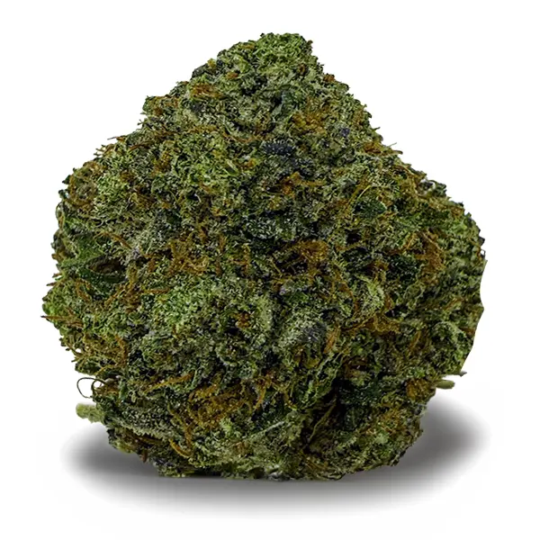 PLATINUM TUNA at Fort York Cannabis