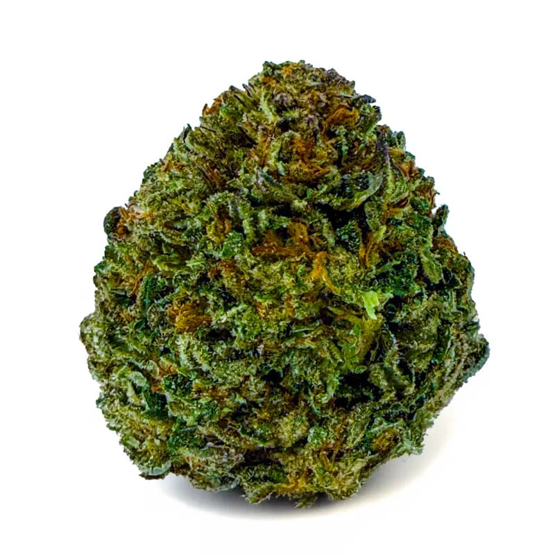 DANTE INFERNO at Fort York Cannabis