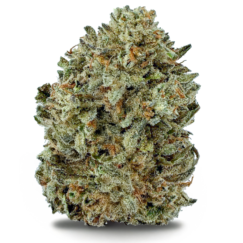 DAYDREAM DIESEL at Fort York Cannabis